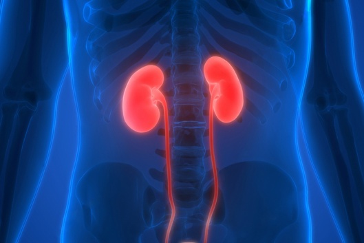 Acabaram os problemas nos rins